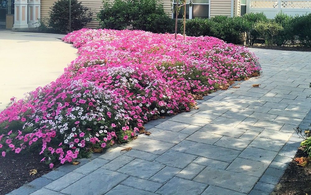 Vacation Village In The Berkshires Hancock Exterior foto Petunia x hybrida